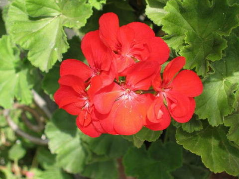 bild004