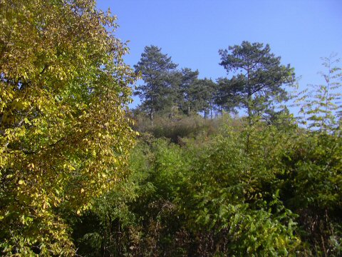 Herbst-11