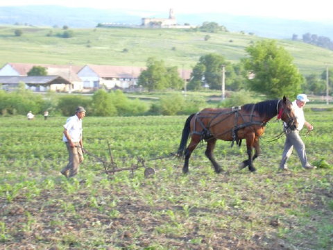 Auf dem Feld