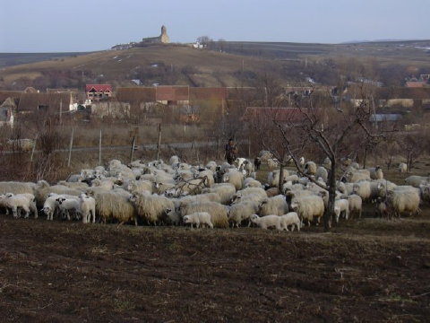 Schafherde in Urwegen